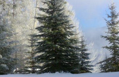 В лесу не трогай елочку