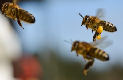 В Сидоровке Колыванского района пчелы напали на участок соседей хозяина