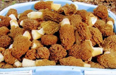 Первые весенние грибы собирают колыванцы