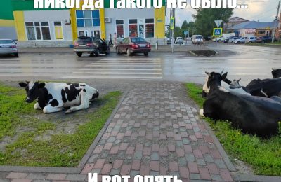 Кому коровушку? — стадо животных убрали с колыванских улиц