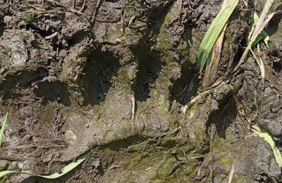 В Черный борок пришел косолапый