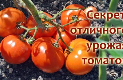 Новосибирские дачники могут остаться без урожая помидоров и картофеля