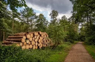 Заготовка древесины для своих нужд