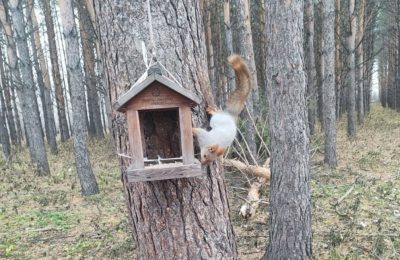 «Животные в естественной среде» от Минприроды