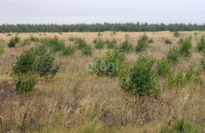 О признаках неосвоенной земли и условиях ее изъятия рассказала в эфире региональных новостей телеканала «Россия 1» заместитель руководителя новосибирского Росреестра Наталья Ивчатова