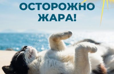 Жара — испытание для хвостатых и не только!