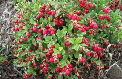 Болотная жемчужина: специалисты ЦОК АПК рассказали о полезных свойствах клюквы и ее лабораторных исследованиях