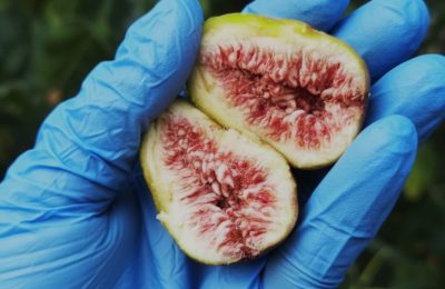 Фиговые чудеса: удивительные факты об инжире