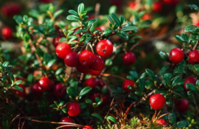 Ягода бессмертия: в день брусники специалисты ЦОК АПК рассказали о ее полезных свойствах и лабораторных исследованиях