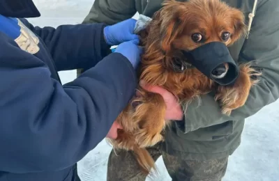 На прививку становись