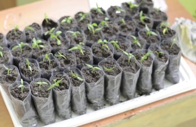 Критические промахи огородников: что губит вашу рассаду