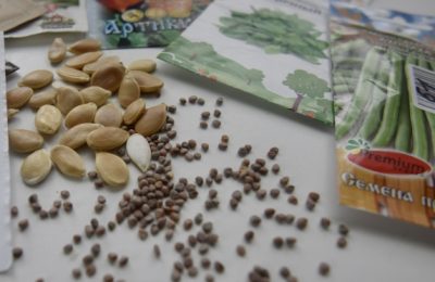 Сибирское межрегиональное управление Россельхознадзора напоминает о возможных рисках при покупке семян и саженцев дистанционным способом