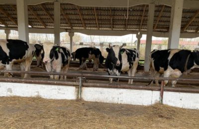 Собственникам ЛПХ оформляют первые компенсационные выплаты за изъятых сельскохозяйственных животных