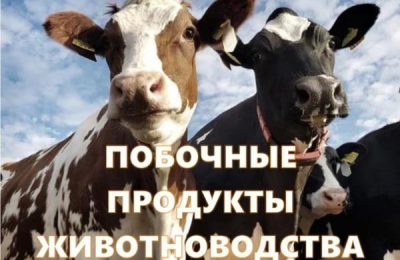 Побочные продукты животноводства (ППЖ): что необходимо знать и выполнять