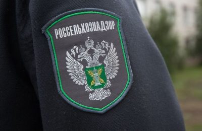 Специалисты Сибирского межрегионального управления Россельхознадзора не допустили перевозку 398 сельскохозяйственных животных без документов