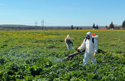 Эксперты ЦОК АПК рассказали о нововведениях в законодательстве в борьбе с борщевиком