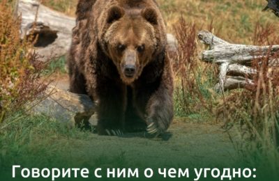 Не кормите дикого медведя