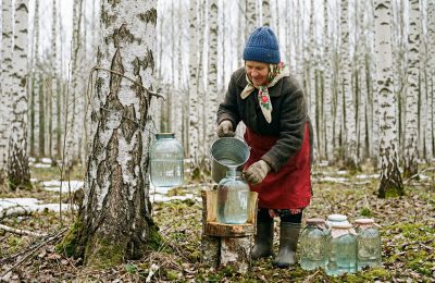 Польза и вред березового сока, лабораторные исследования и советы по покупке в магазине