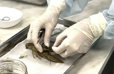 Эксперты ЦОК АПК дали рекомендации по выбору и потреблению раков