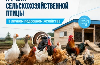 До 1 сентября 2026 года владельцы ЛПХ должны провести учет сельхозптицы